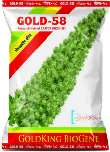 GKB CASTOR GOLD 58 3D PKT