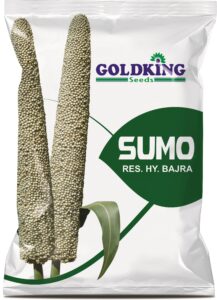 GKB BAJRA SUMO 3D PKT