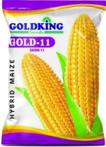 maize -11
