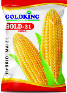 maize -21
